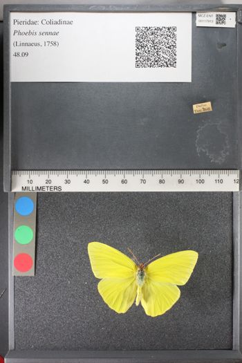 Media type: image;   Entomology 117913